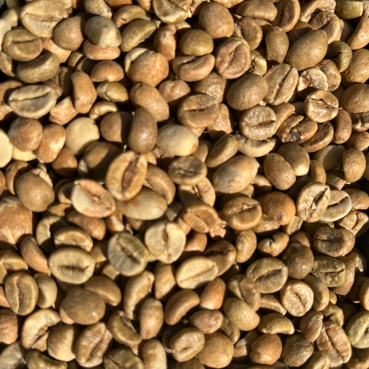 Uganda Robusta